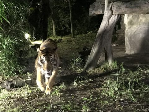 八木山動物園　夜景　夜行性　夜の動物園　動物園 (2)